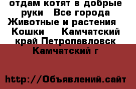 отдам котят в добрые руки - Все города Животные и растения » Кошки   . Камчатский край,Петропавловск-Камчатский г.